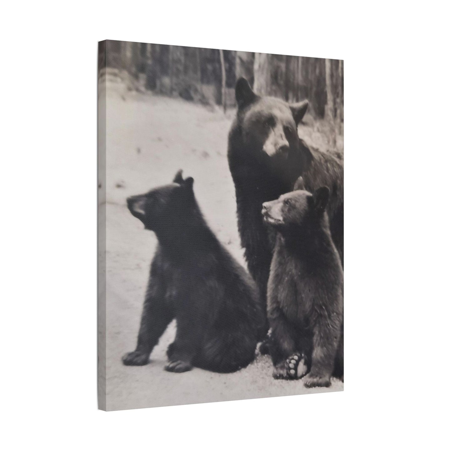 Yellowstone Black Bears Satin Canvas, Stretched