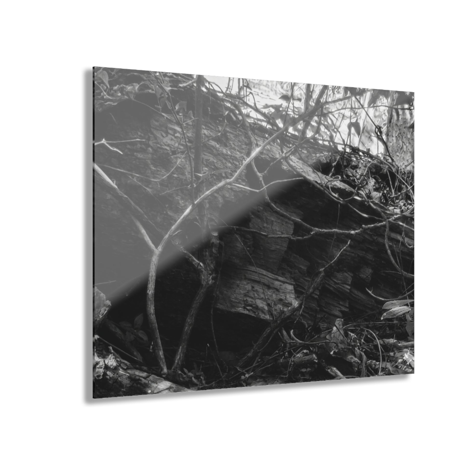 Black & White Forest Acrylic Print French Cleat Hang - - Home Decor
