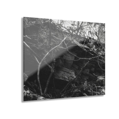 Black & White Forest Acrylic Print French Cleat Hang - - Home Decor