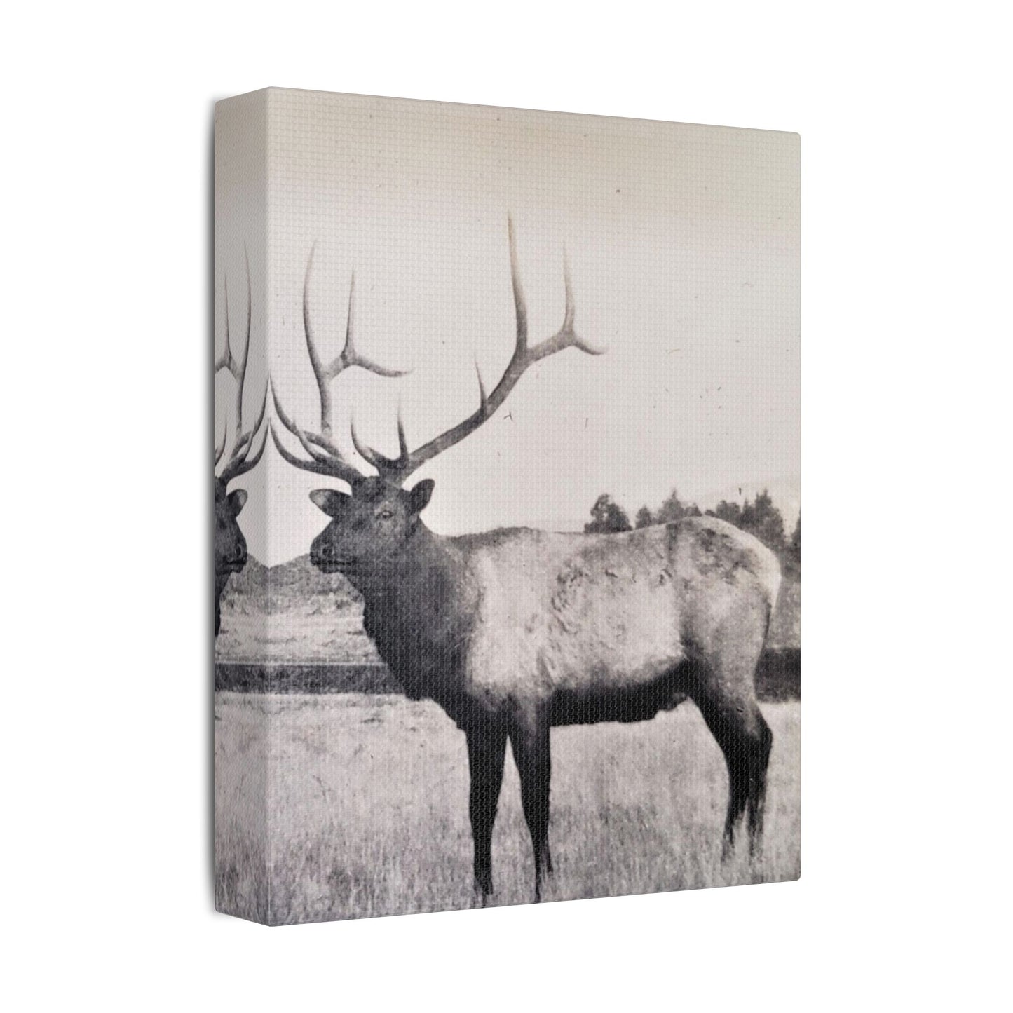 Yellowstone Bull Elk Satin Canvas, Stretched