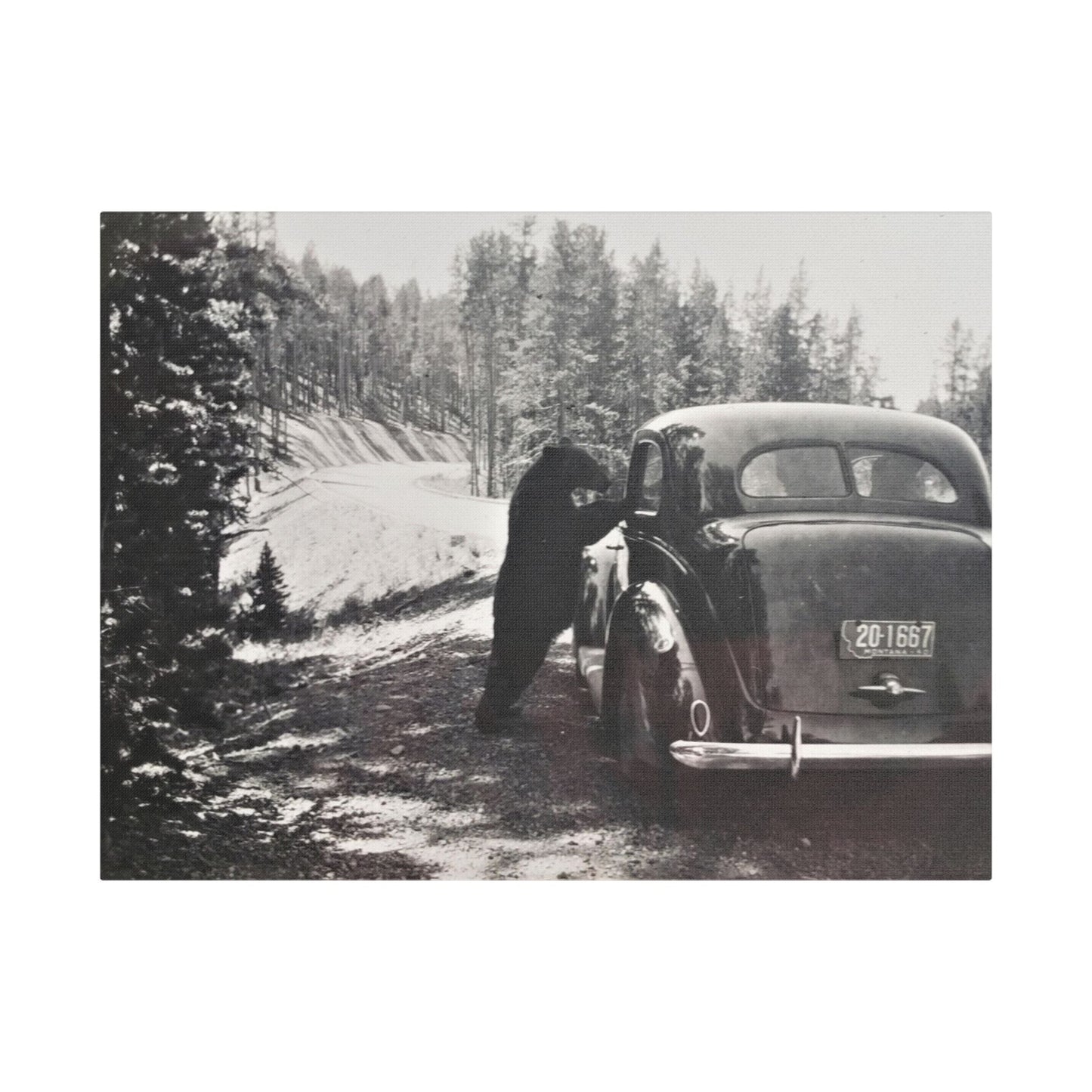 Yellowstone Bear Car Satin Canvas Stretched