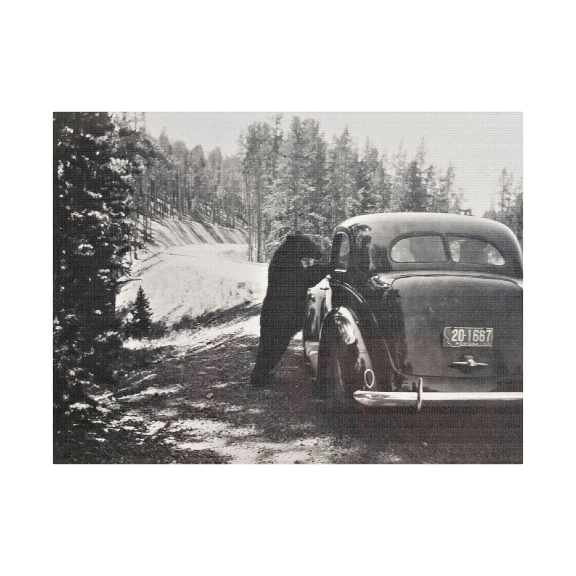 Yellowstone Bear Car Satin Canvas Stretched