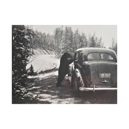 Yellowstone Bear Car Satin Canvas Stretched