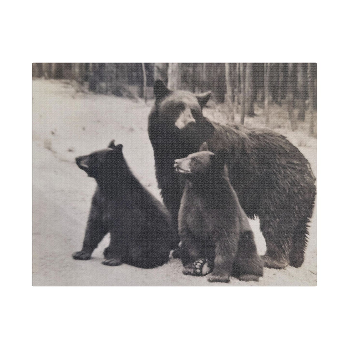 Yellowstone Black Bears Satin Canvas, Stretched