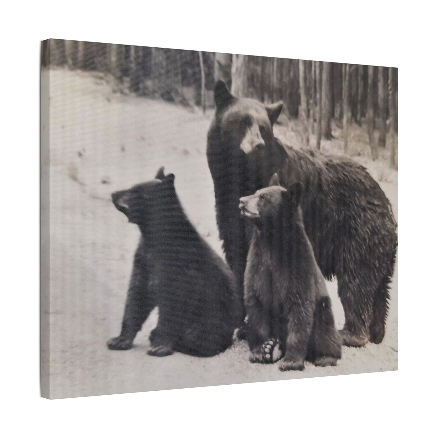 Yellowstone Black Bears Satin Canvas, Stretched