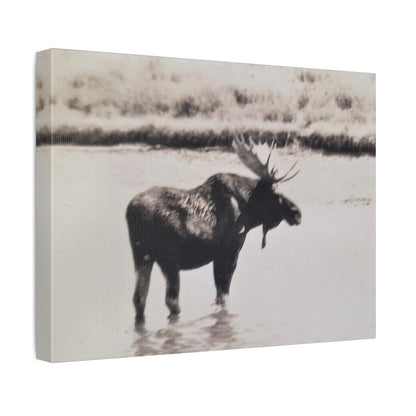 Yellowstone Bull Moose Stretched Canvas