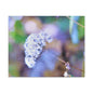 Macro Blue Canvas Gallery Wraps 20″ x 16″ 1.25"