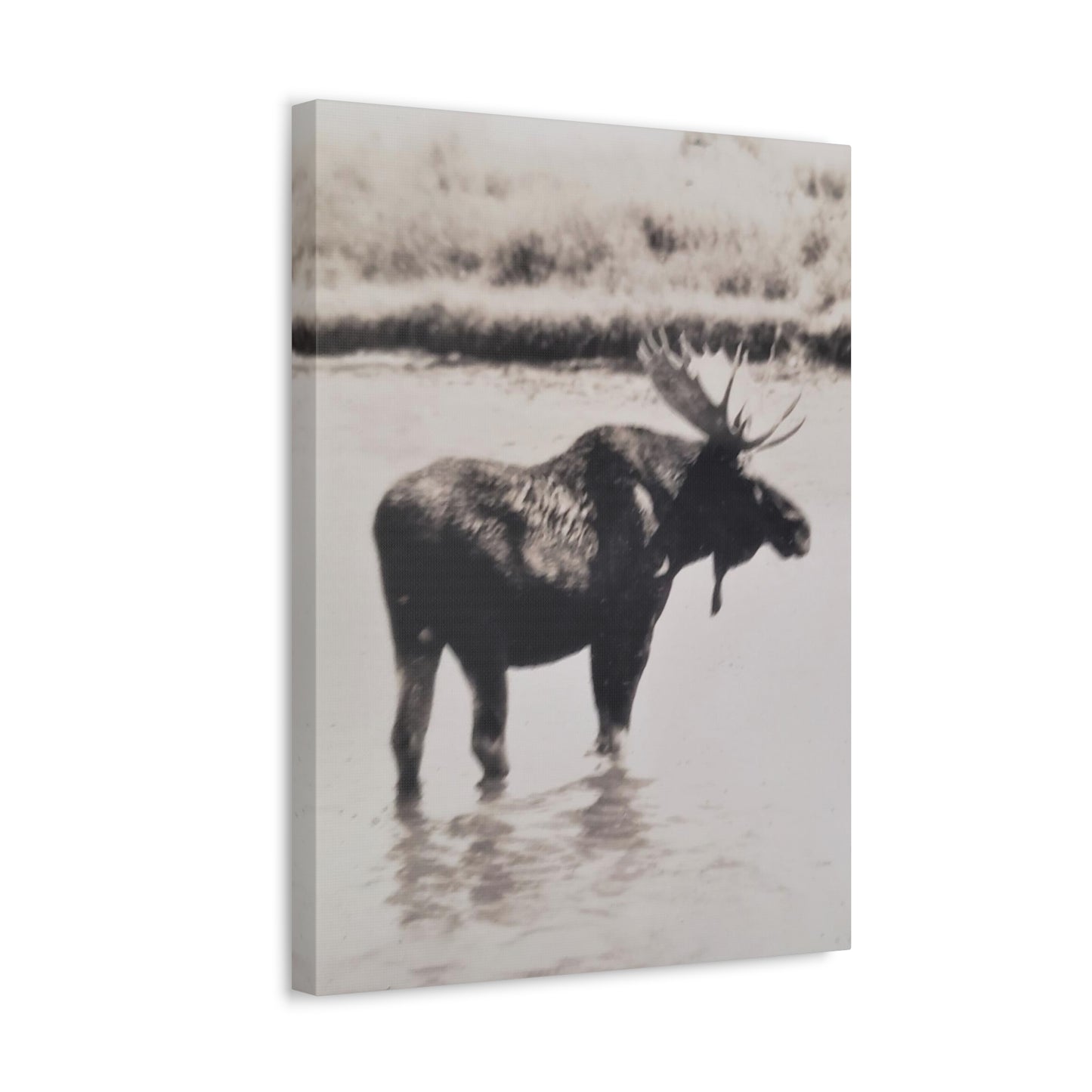 Yellowstone Bull Moose Stretched Canvas