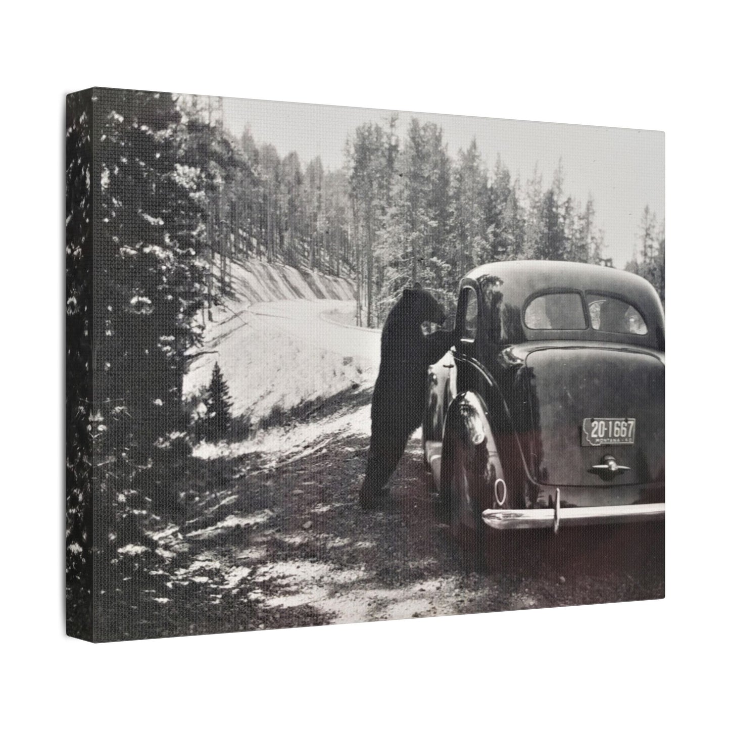 Yellowstone Bear Car Satin Canvas, Stretched