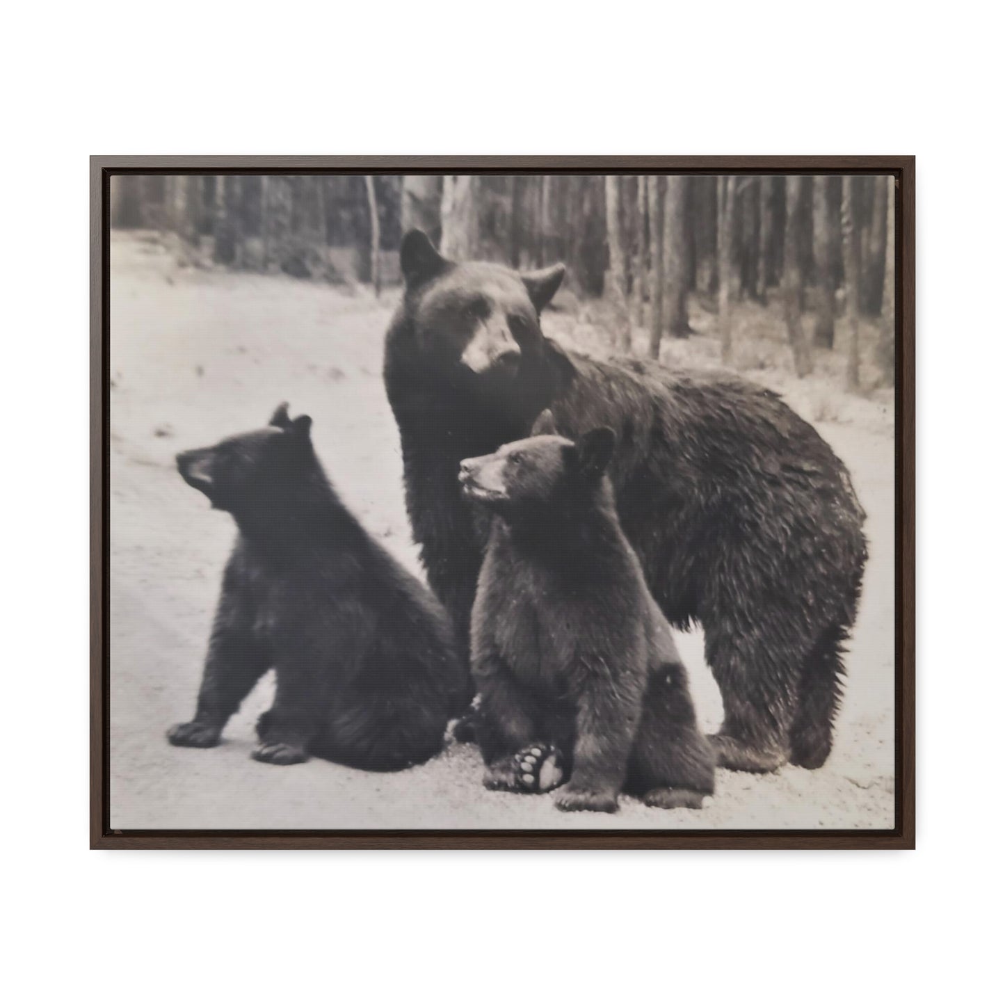 Yellowstone Black Bears Gallery Canvas Wraps, Horizontal Frame