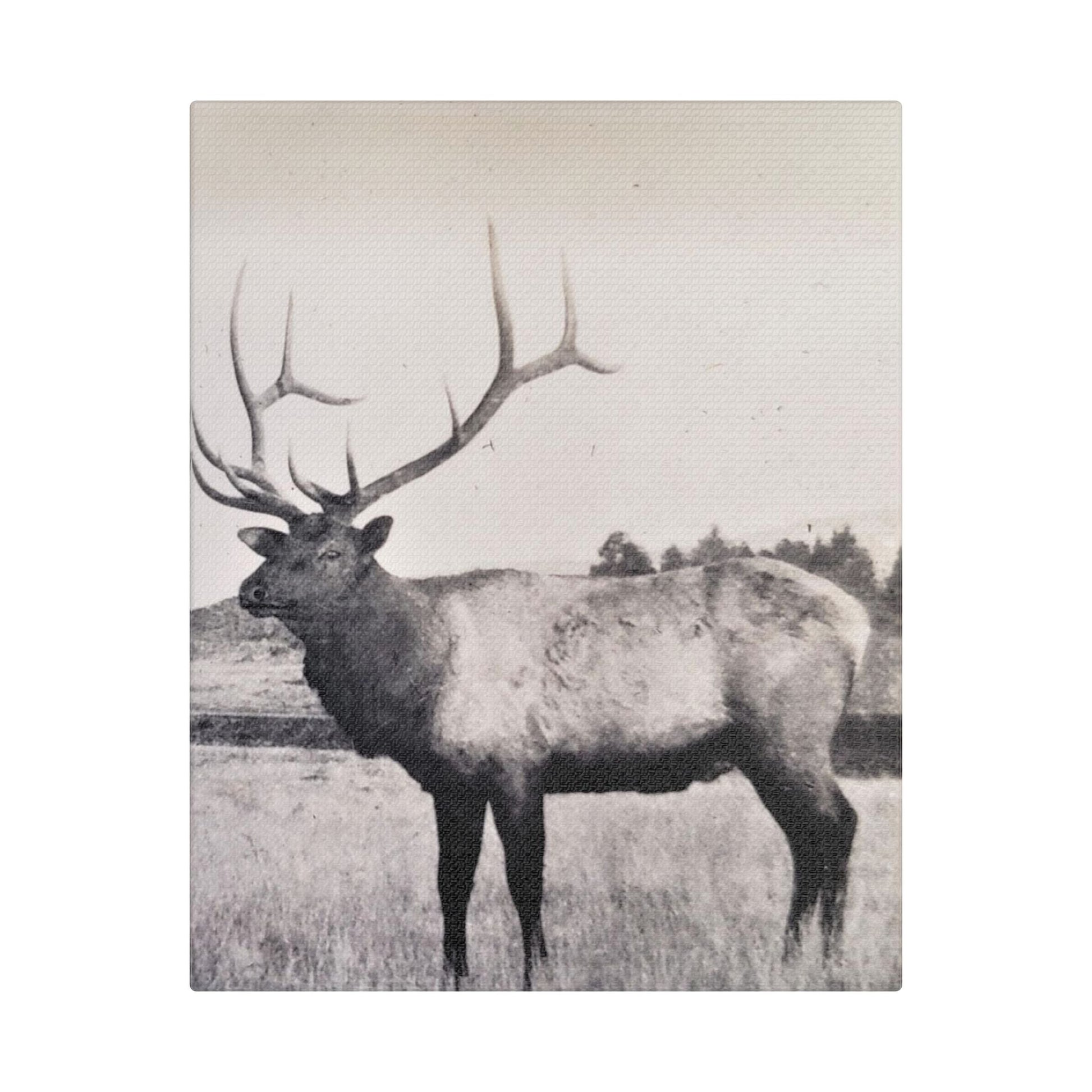 Yellowstone Bull Elk Satin Canvas Stretched