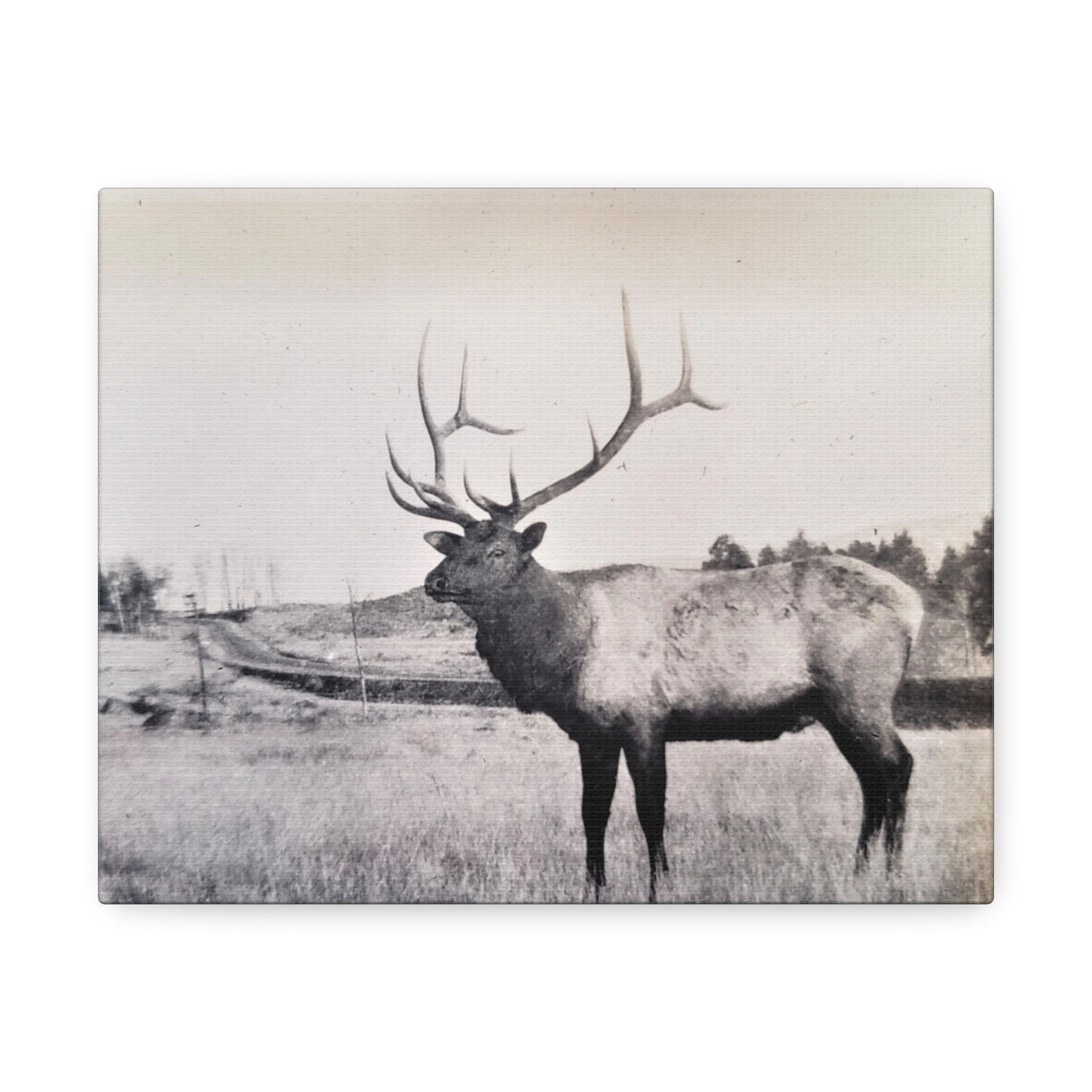 Yellowstone Bull Elk Stretched Canvas