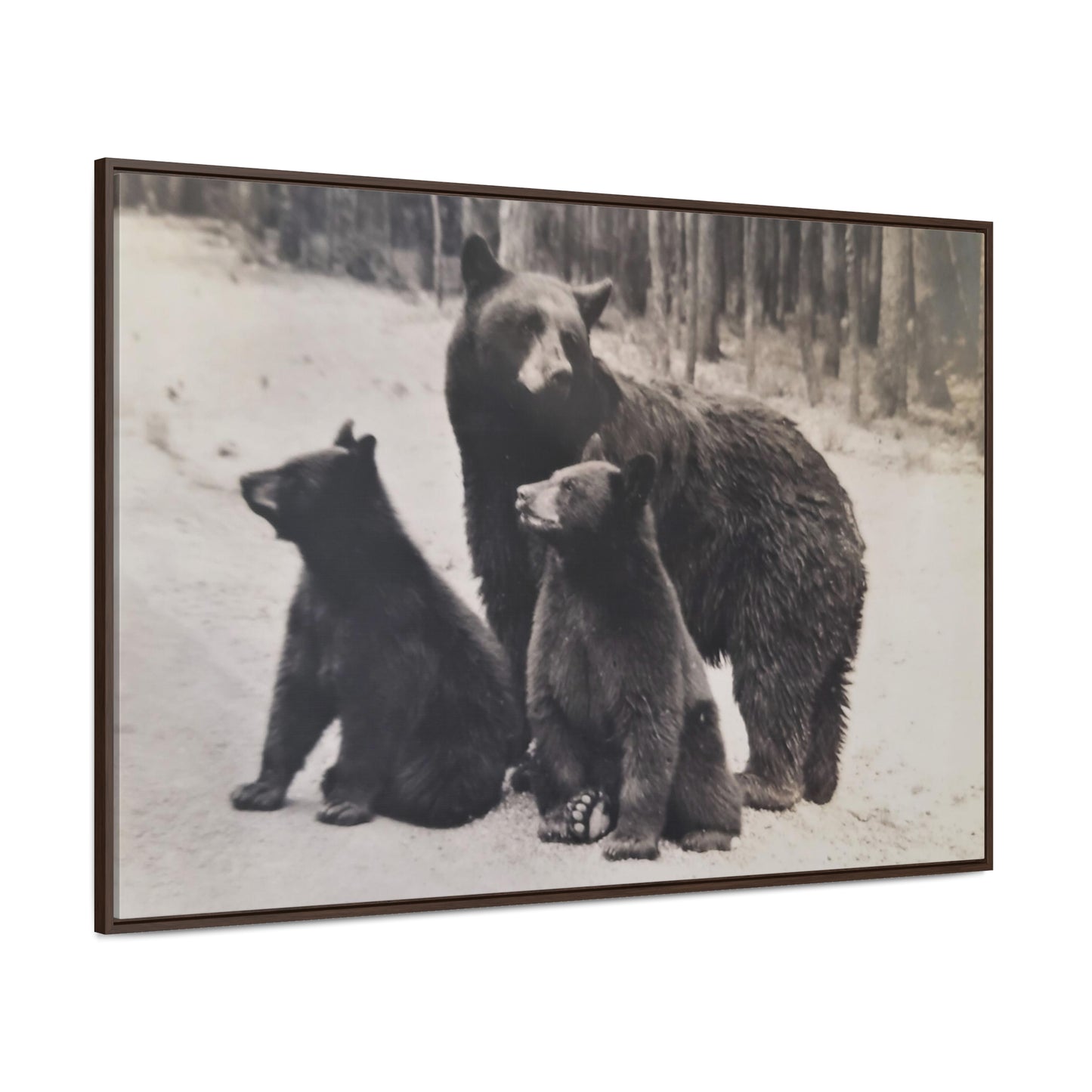 Yellowstone Black Bears Gallery Canvas Wraps, Horizontal Frame