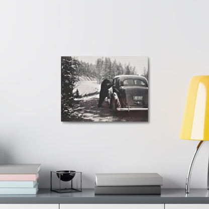 Yellowstone Bear Car Stretched Canvas 1.5" 16″ x 12″