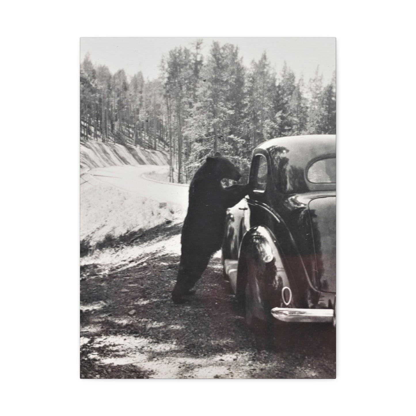 Yellowstone Bear Car Stretched Canvas