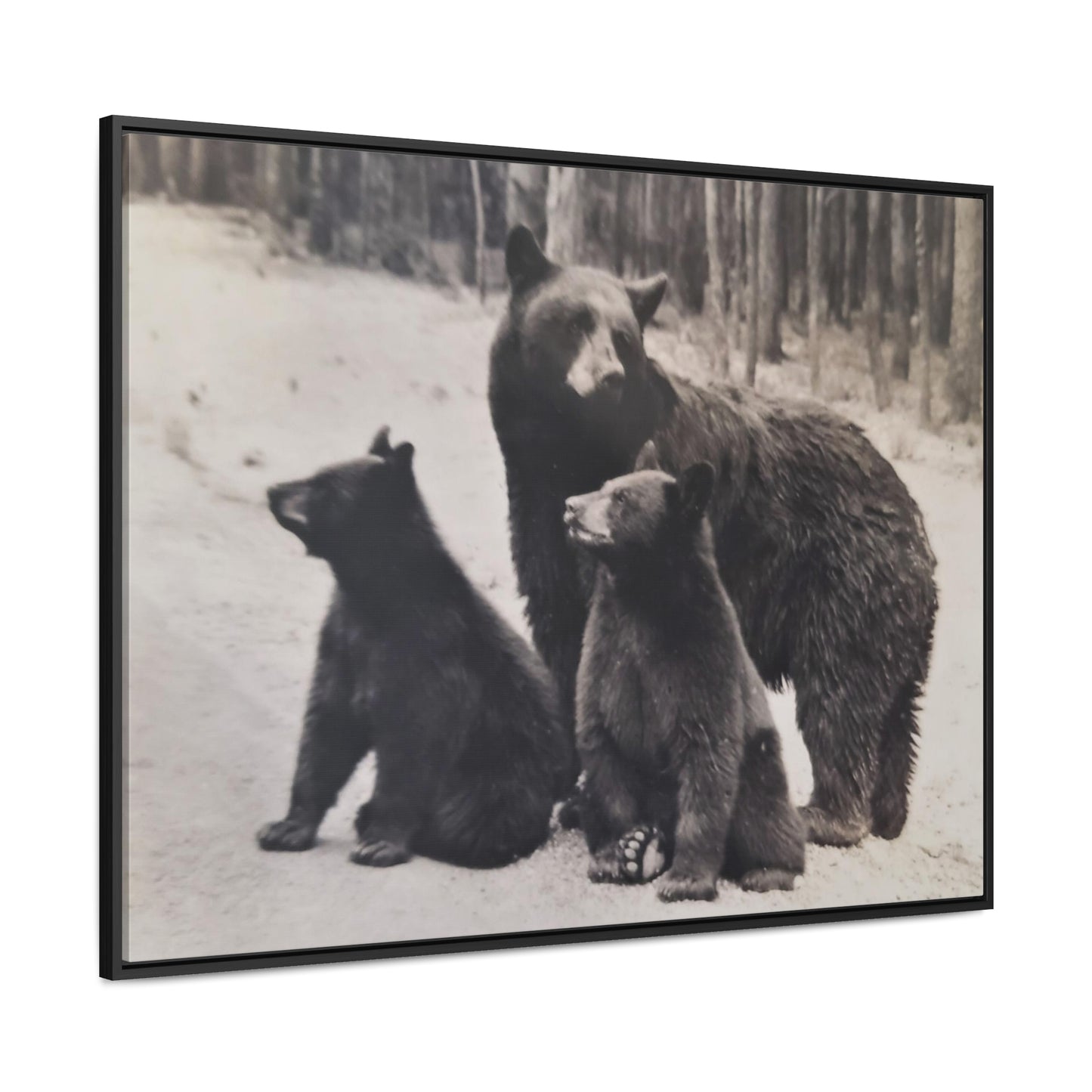 Yellowstone Black Bears Gallery Canvas Wraps, Horizontal Frame