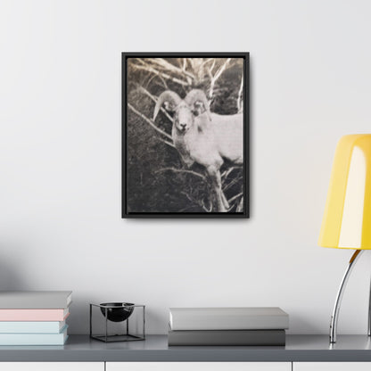Yellowstone Big Horn Sheep Gallery Canvas Wraps Vertical Frame 12″ x 16″ Premium Gallery Wraps (1.25″) Black
