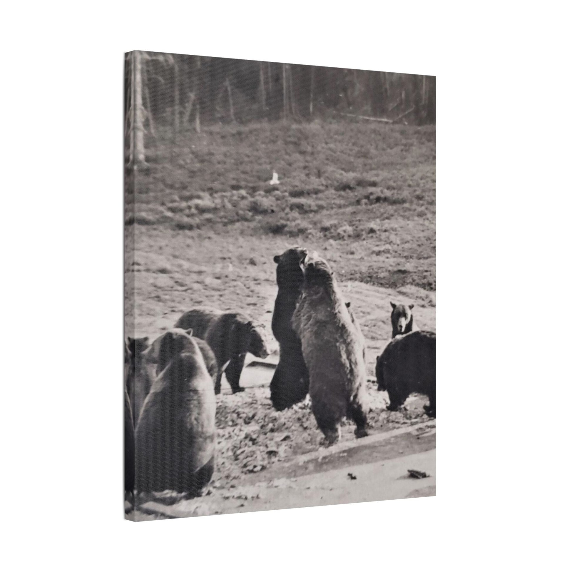 Yellowstone Grizzly Bears Satin Canvas Stretched