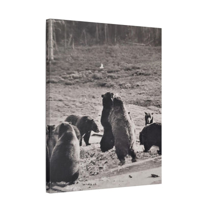 Yellowstone Grizzly Bears Satin Canvas Stretched