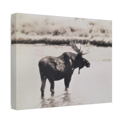 Yellowstone Bull Moose Stretched Canvas