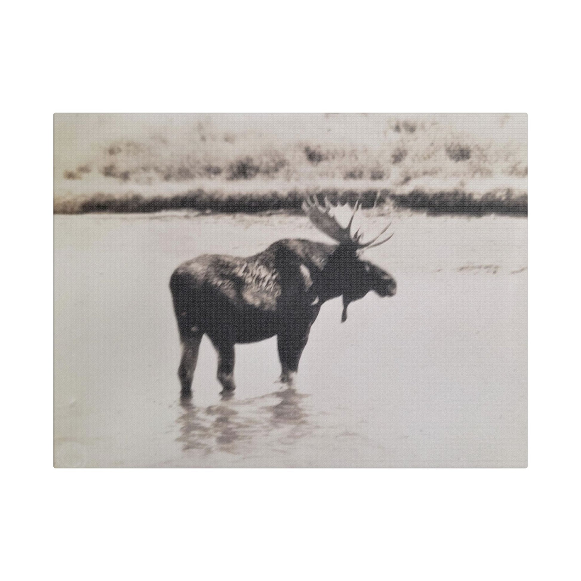 Yellowstone Bull Moose Satin Canvas Stretched