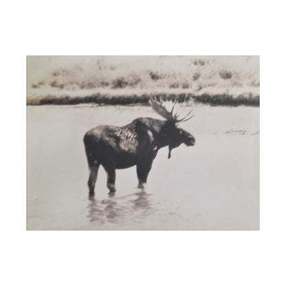 Yellowstone Bull Moose Satin Canvas Stretched