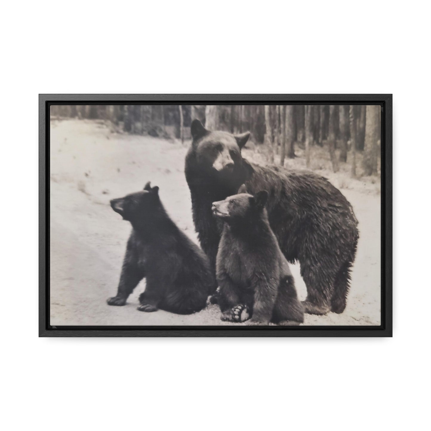 Yellowstone Black Bears Gallery Canvas Wraps, Horizontal Frame