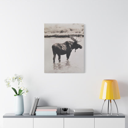 Yellowstone Bull Moose Satin Canvas Stretched 24" x 30" (Vertical) 1.5"
