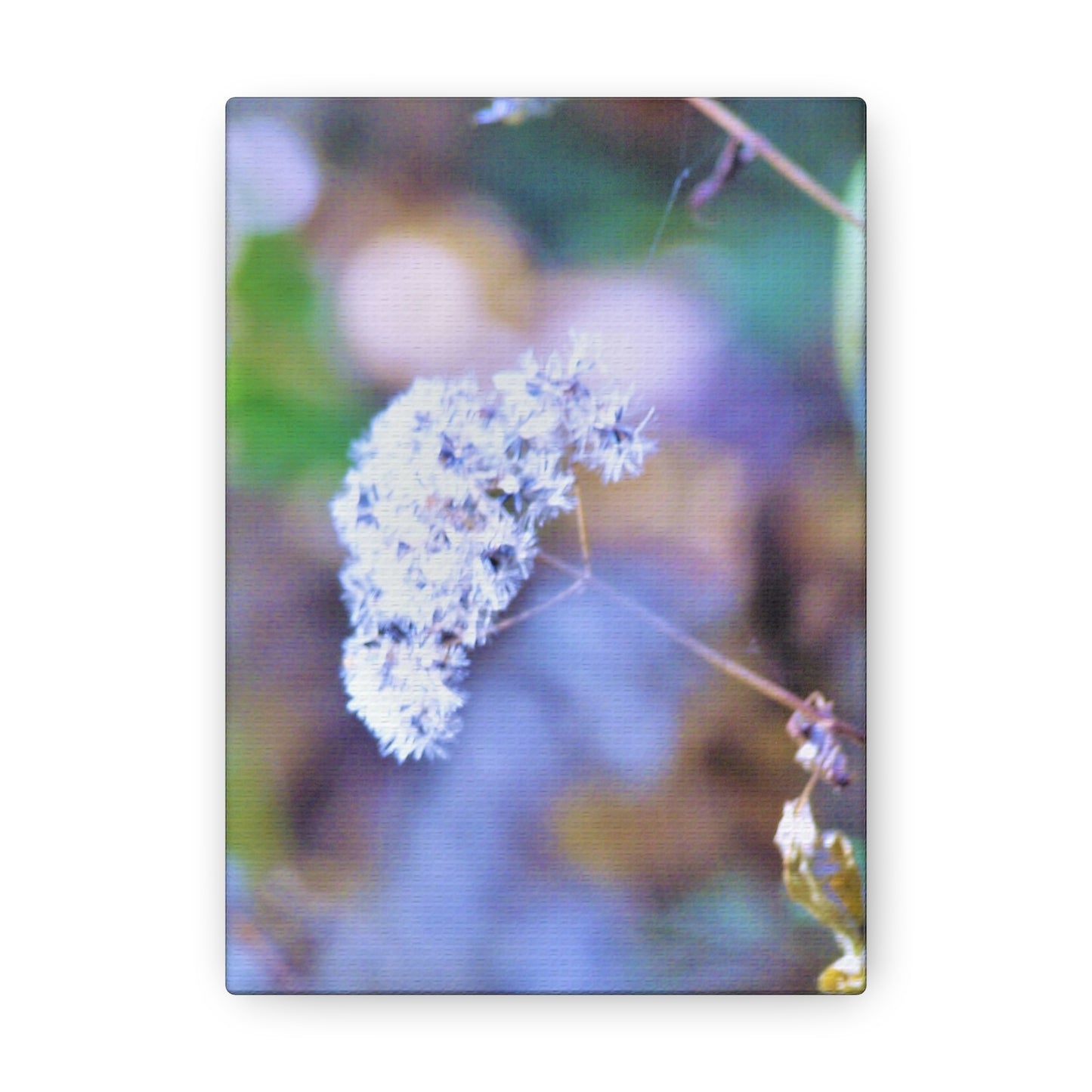 Macro Blue Canvas Gallery Wraps