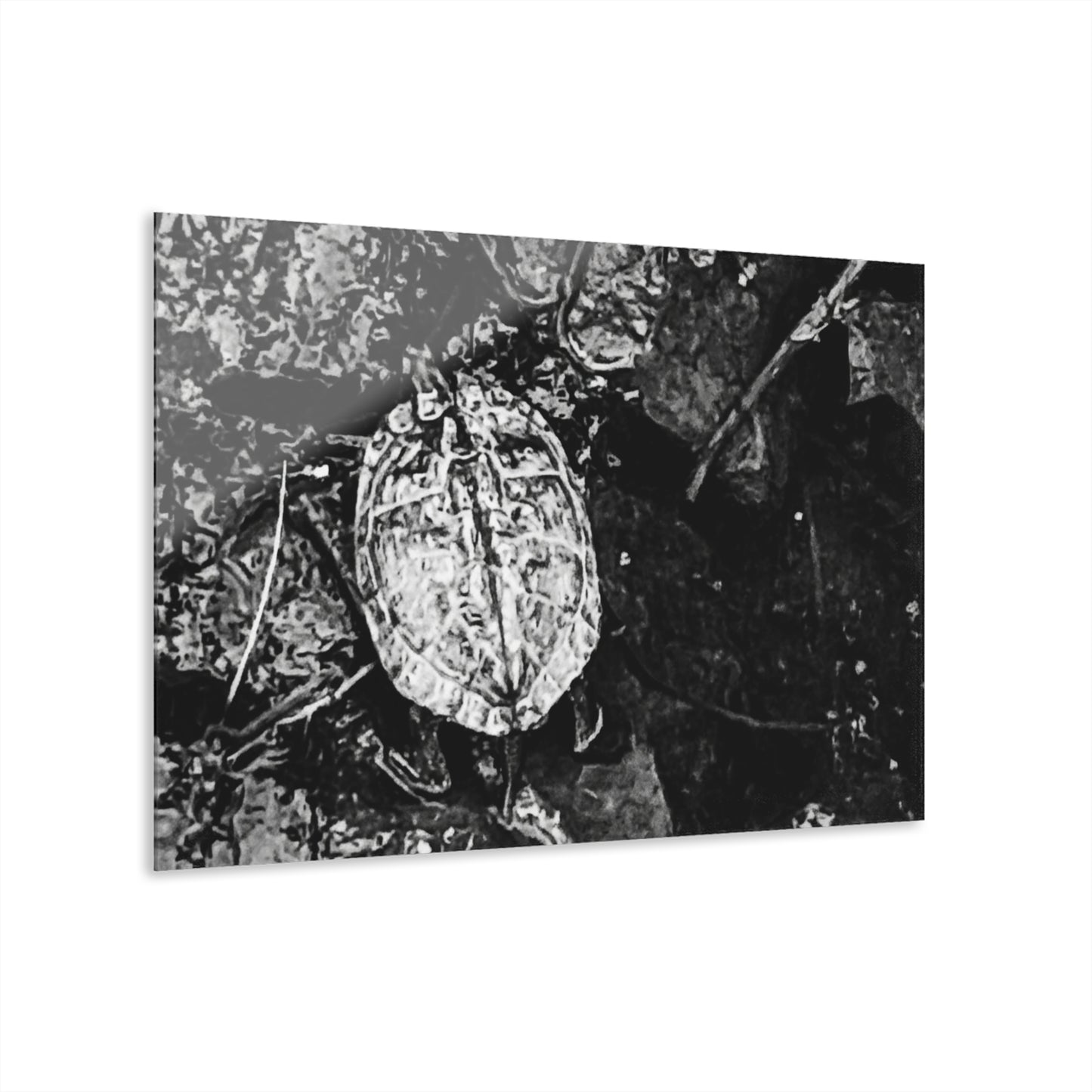 Black & White Turtle Macro Acrylic Print — Modern Nature Wall Art French Cleat Hanging - 36" x 24" (Horizontal) 0.25'' - Home Decor