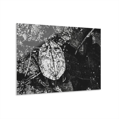 Black & White Turtle Macro Acrylic Print — Modern Nature Wall Art French Cleat Hanging - 36" x 24" (Horizontal) 0.25'' - Home Decor