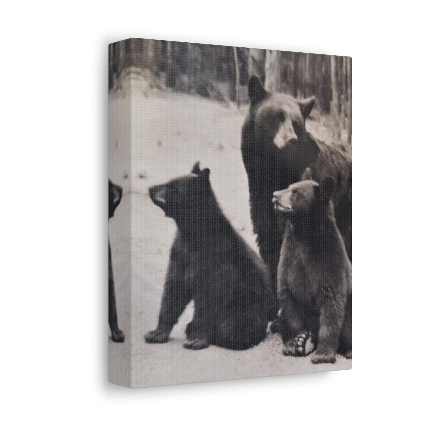 Yellowstone Black Bears Stretched Canvas