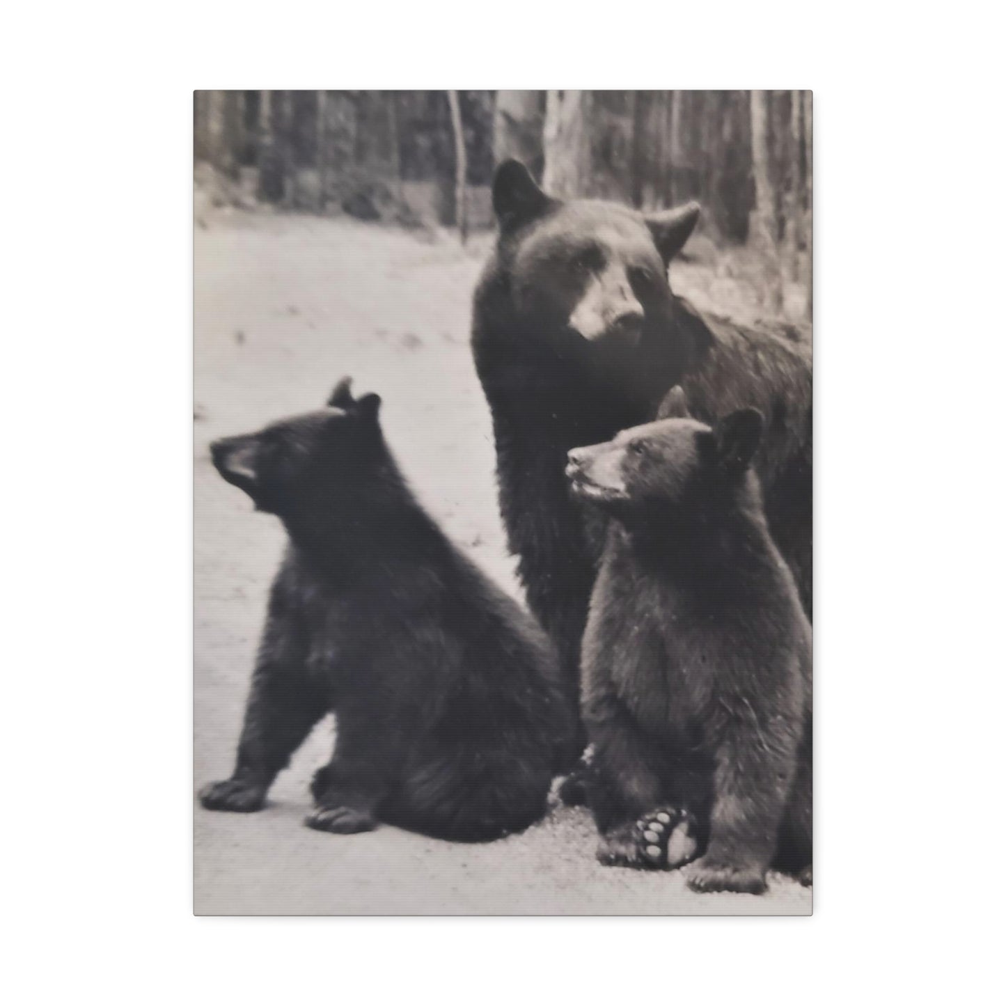 Yellowstone Black Bears Stretched Canvas