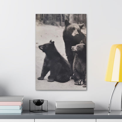 Yellowstone Black Bears Canvas Gallery Wraps 16″ x 24″ 1.25"