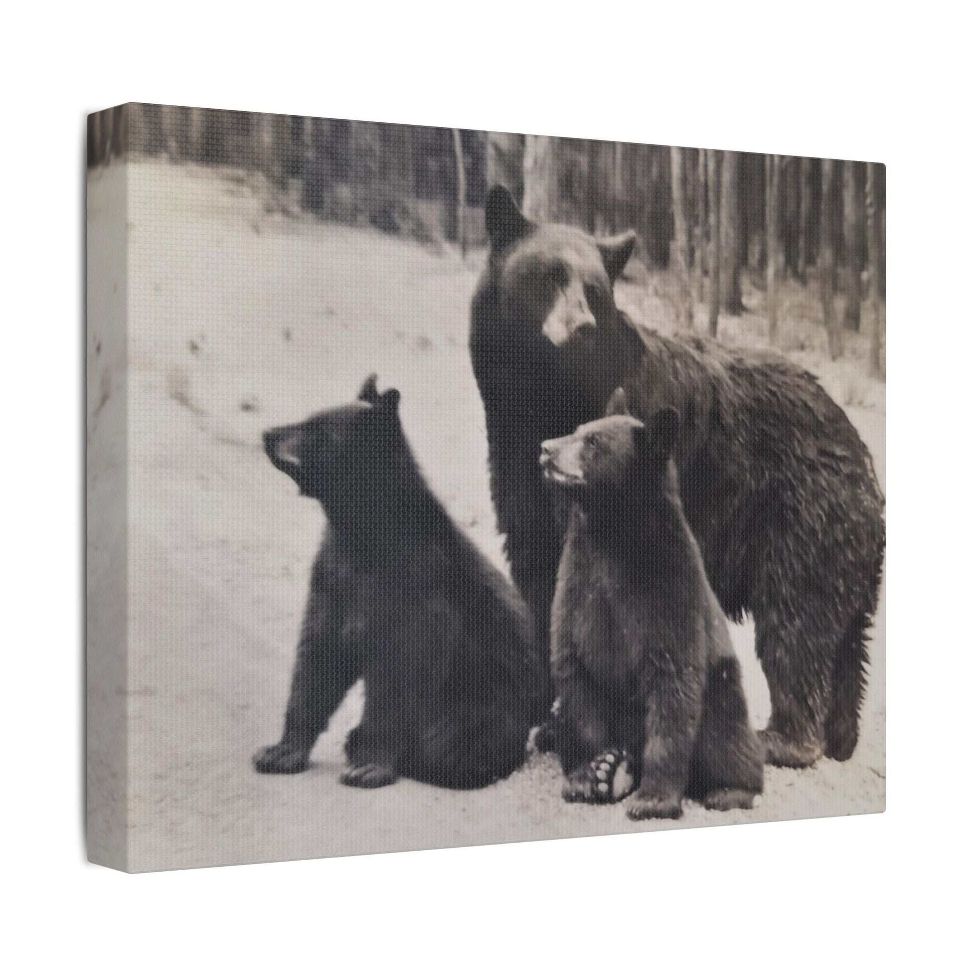 Yellowstone Black Bears Satin Canvas Stretched