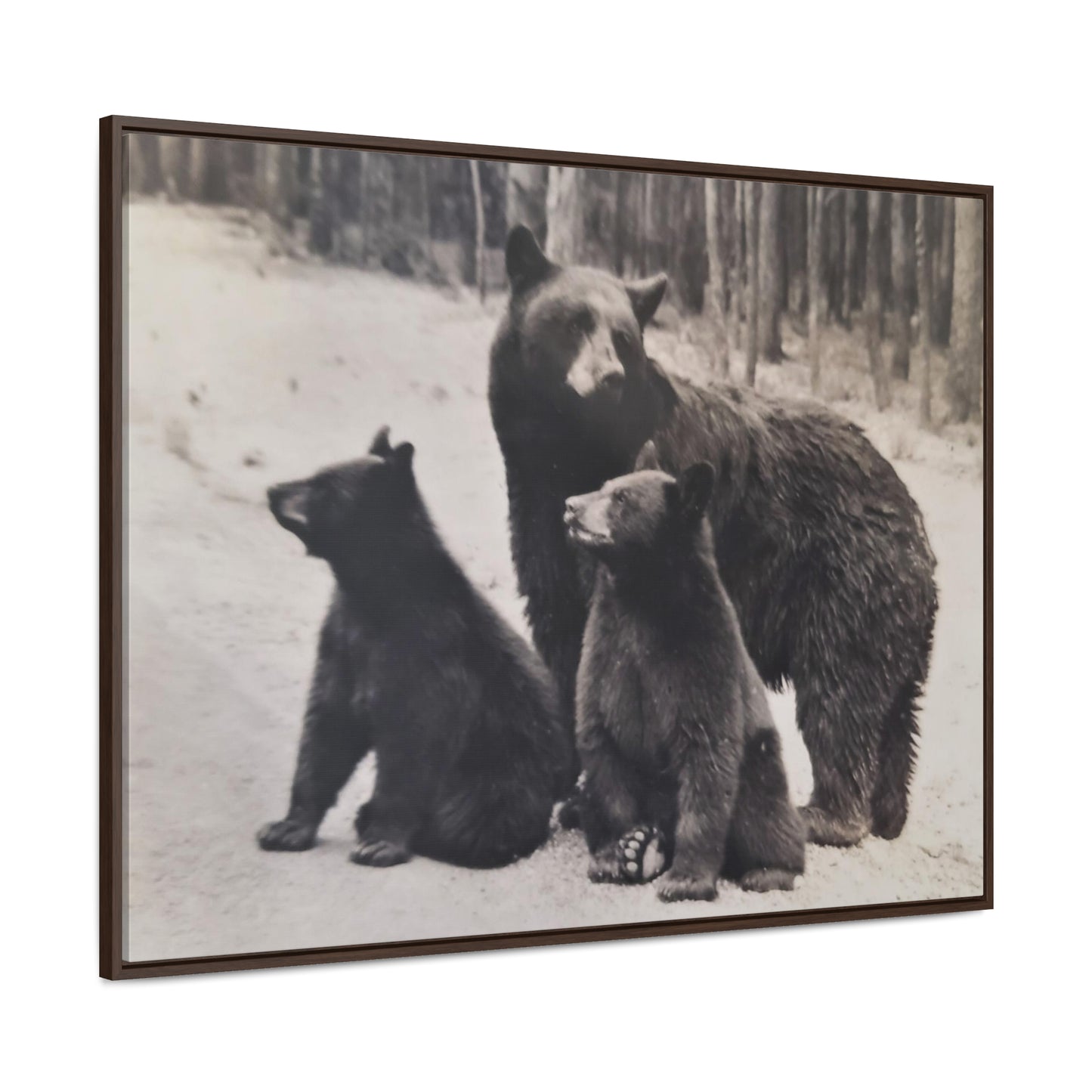 Yellowstone Black Bears Gallery Canvas Wraps, Horizontal Frame