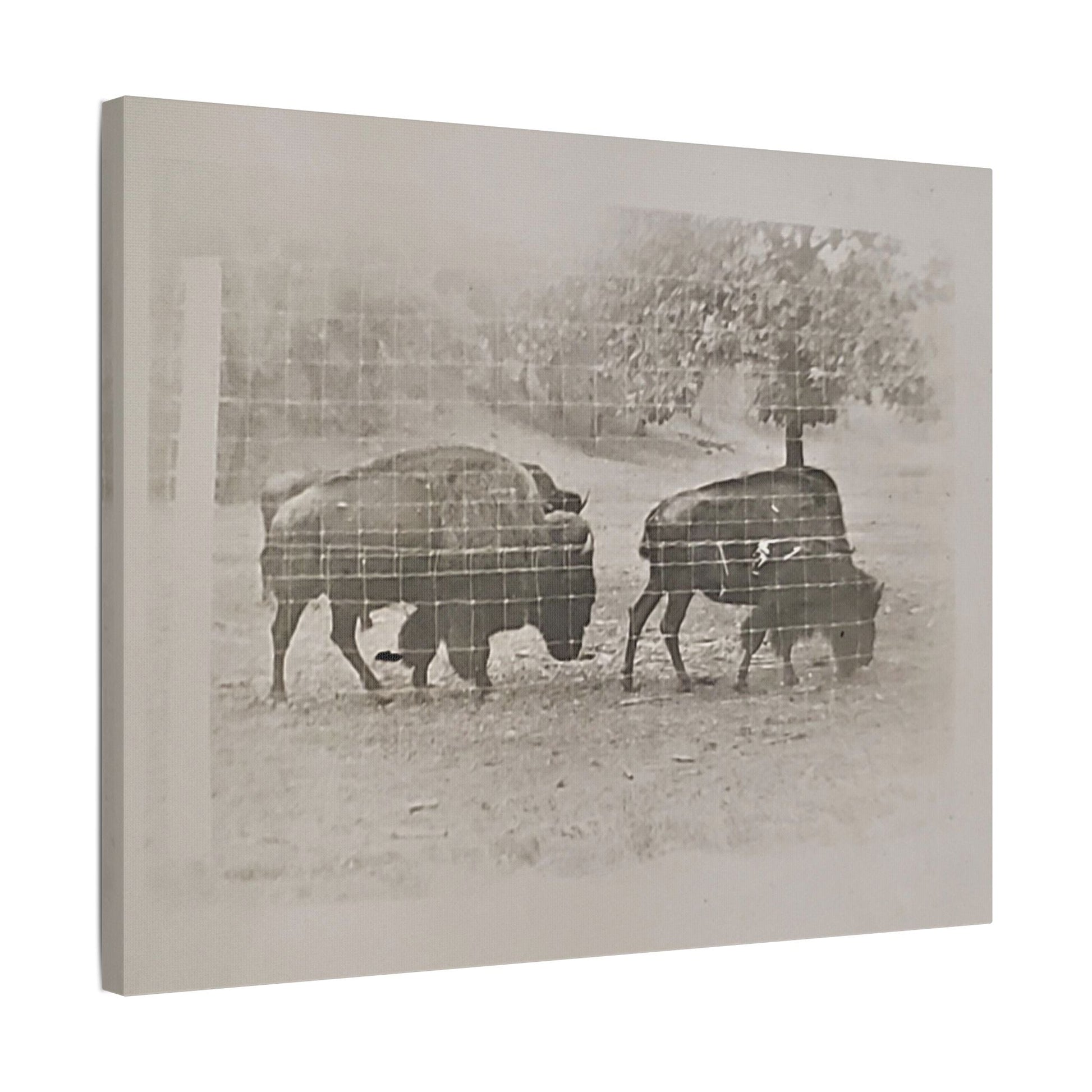Buffalo at Redwood Falls Satin Canvas Stretched