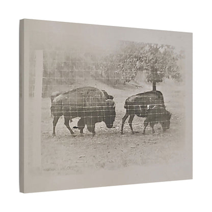 Buffalo at Redwood Falls Satin Canvas Stretched