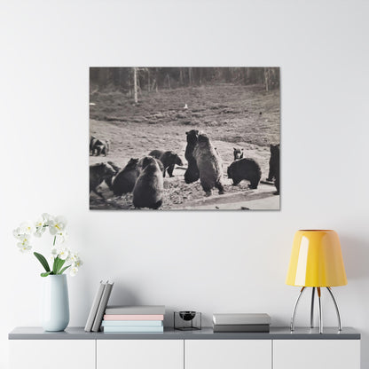 Yellowstone Grizzly Bears Canvas Gallery Wraps