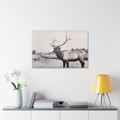 Yellowstone Bull Elk Canvas Gallery Wraps 36" x 24" 1.25"