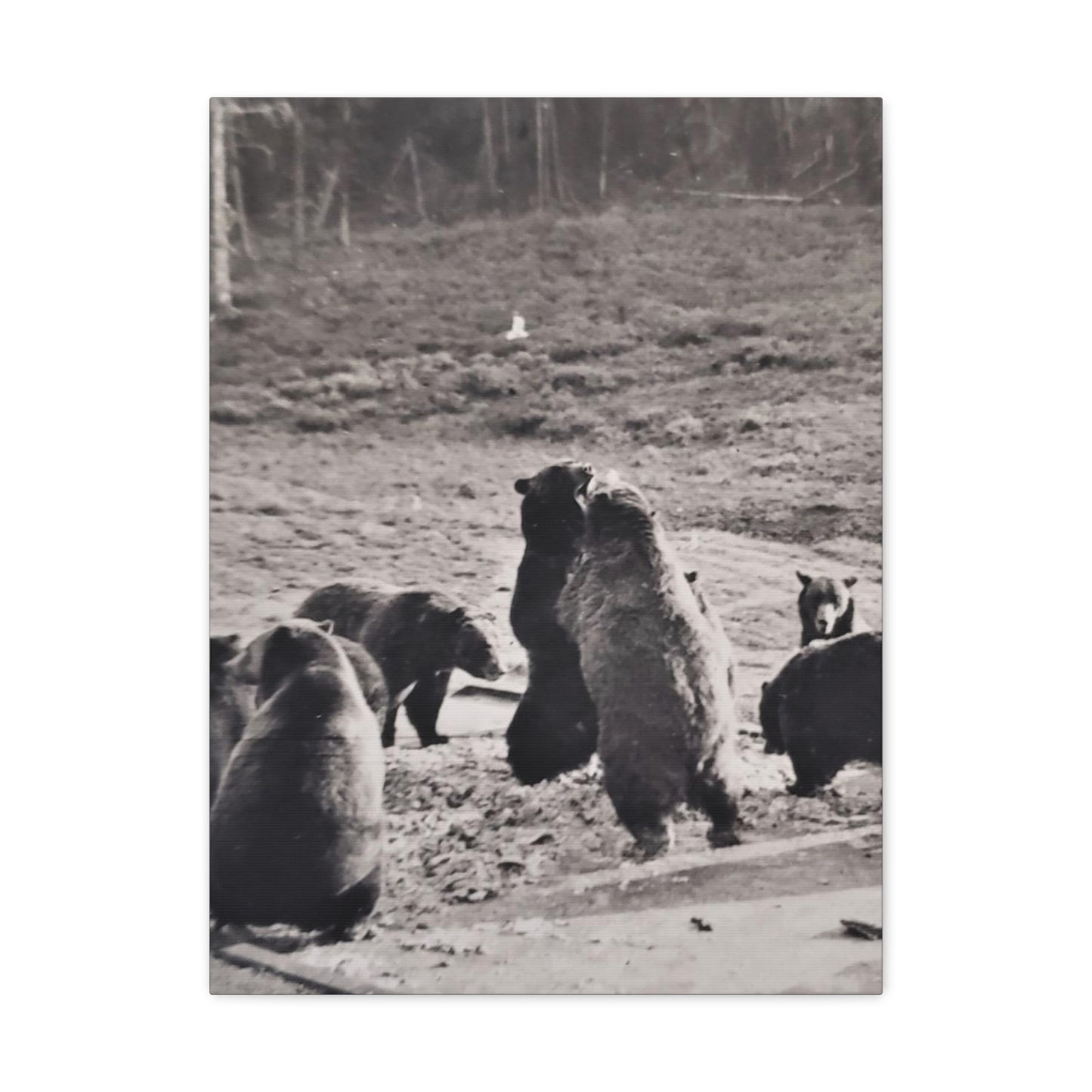 Yellowstone Grizzly Bears Canvas Gallery Wraps