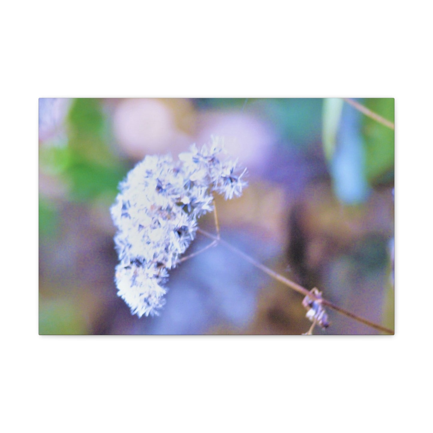 Macro Blue Canvas Gallery Wraps