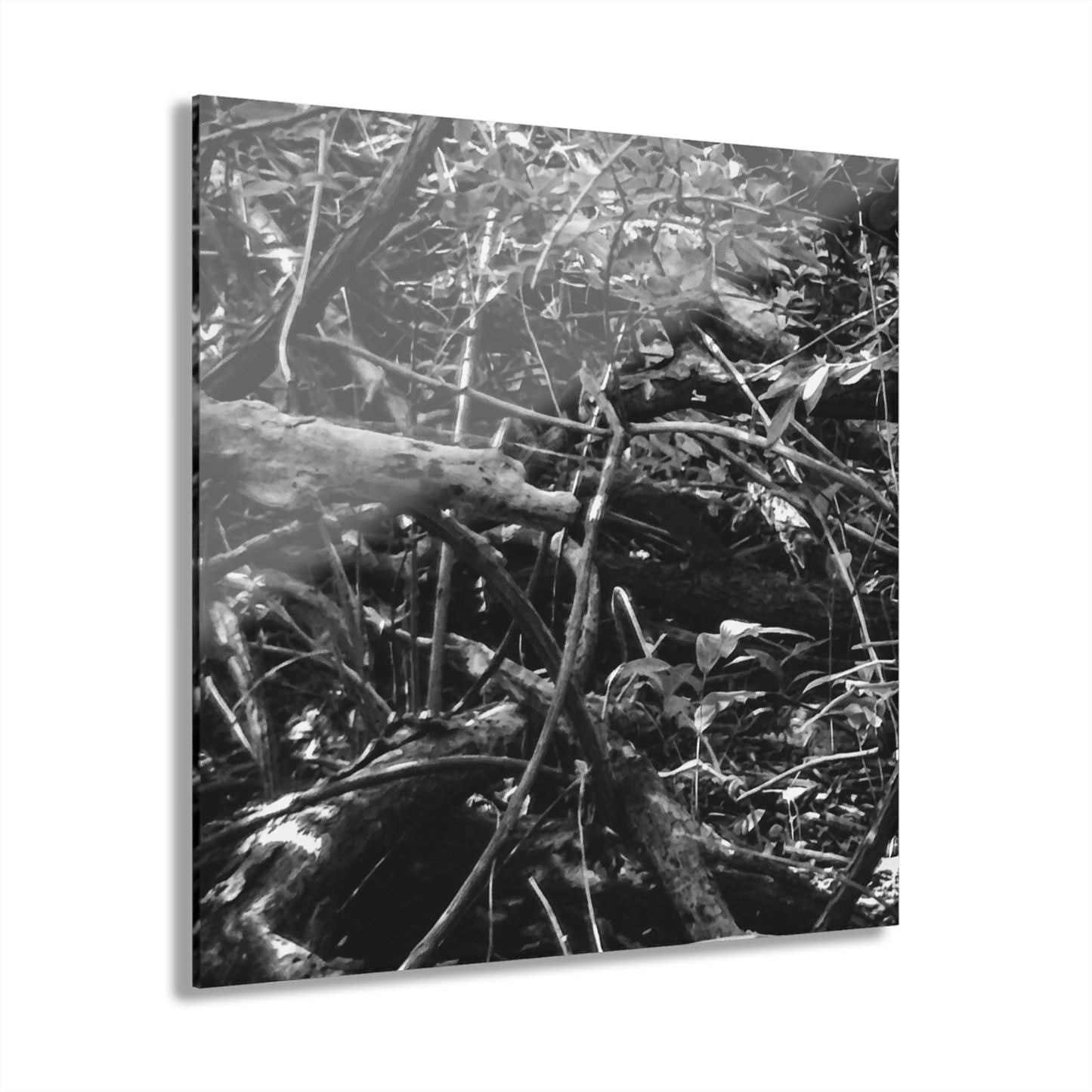 Black & White Deep Timber Path Acrylic Print French Cleat Hanging - 12″ x 12″ 0.25'' - Home Decor