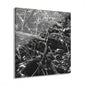 Black & White Deep Timber Path Acrylic Print French Cleat Hanging - 12″ x 12″ 0.25'' - Home Decor