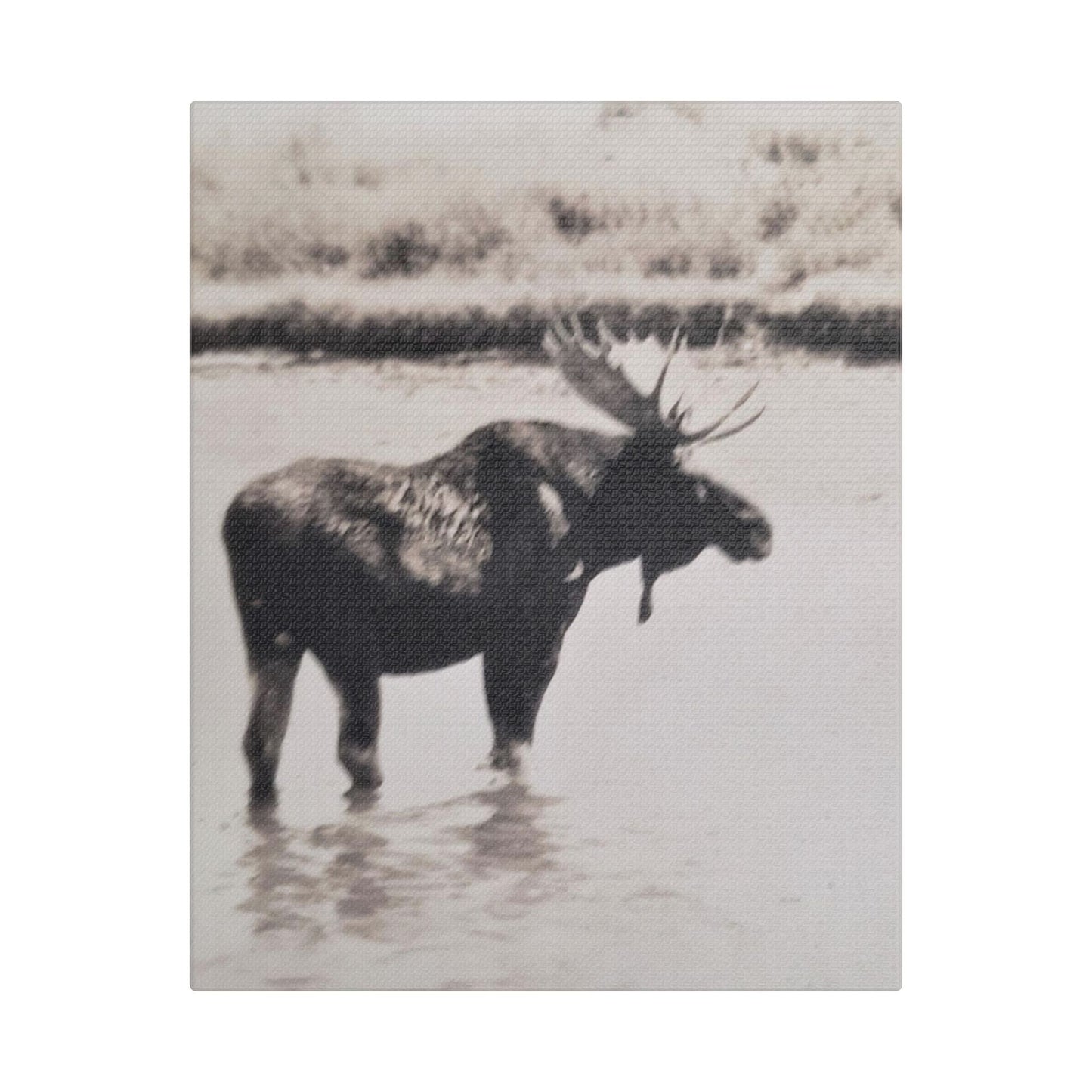Yellowstone Bull Moose Satin Canvas Stretched