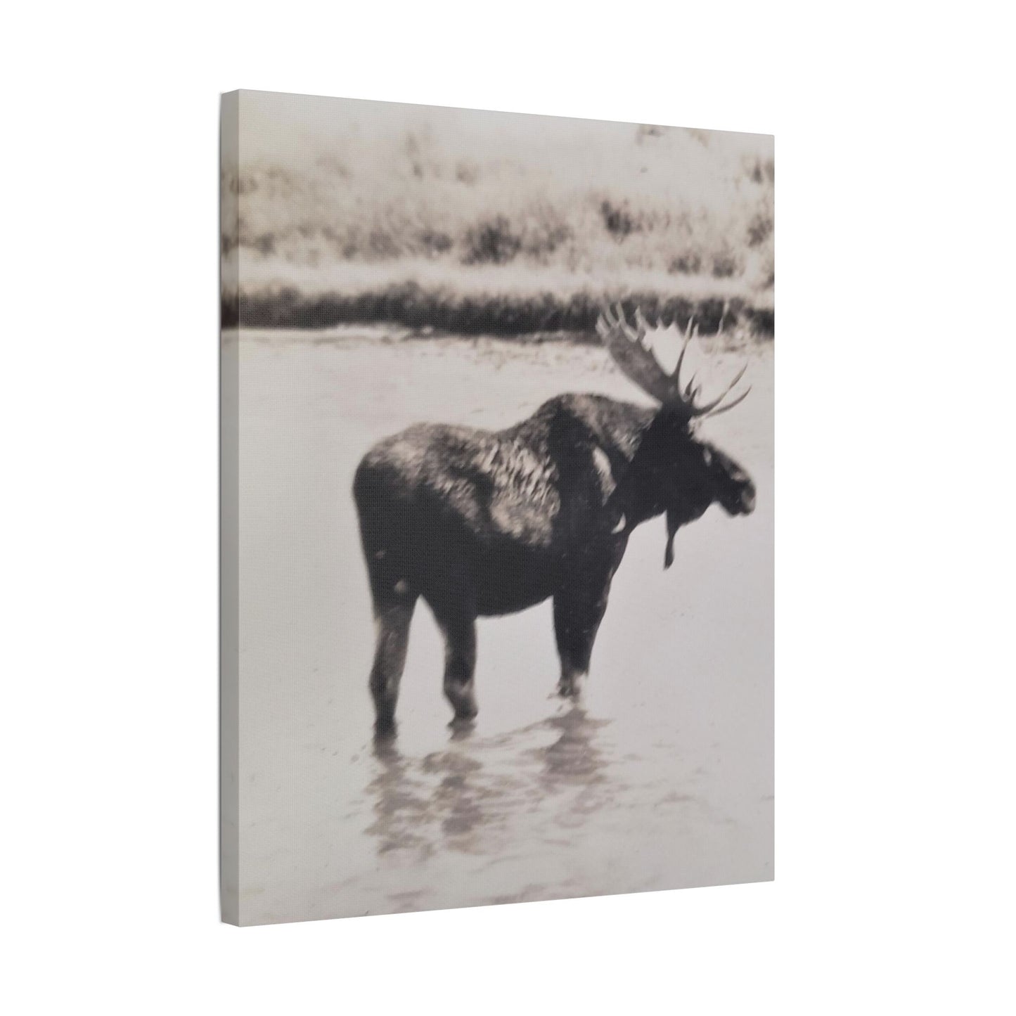 Yellowstone Bull Moose Satin Canvas Stretched