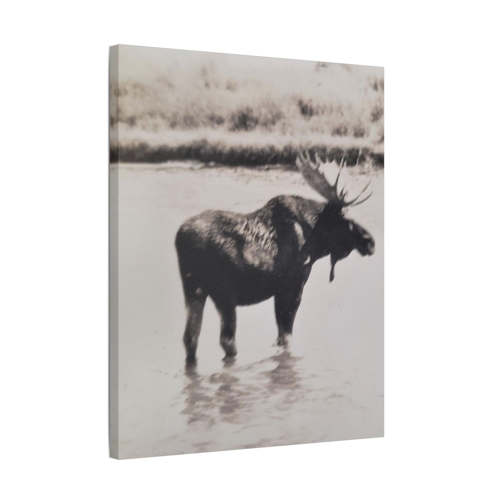 Yellowstone Bull Moose Satin Canvas Stretched