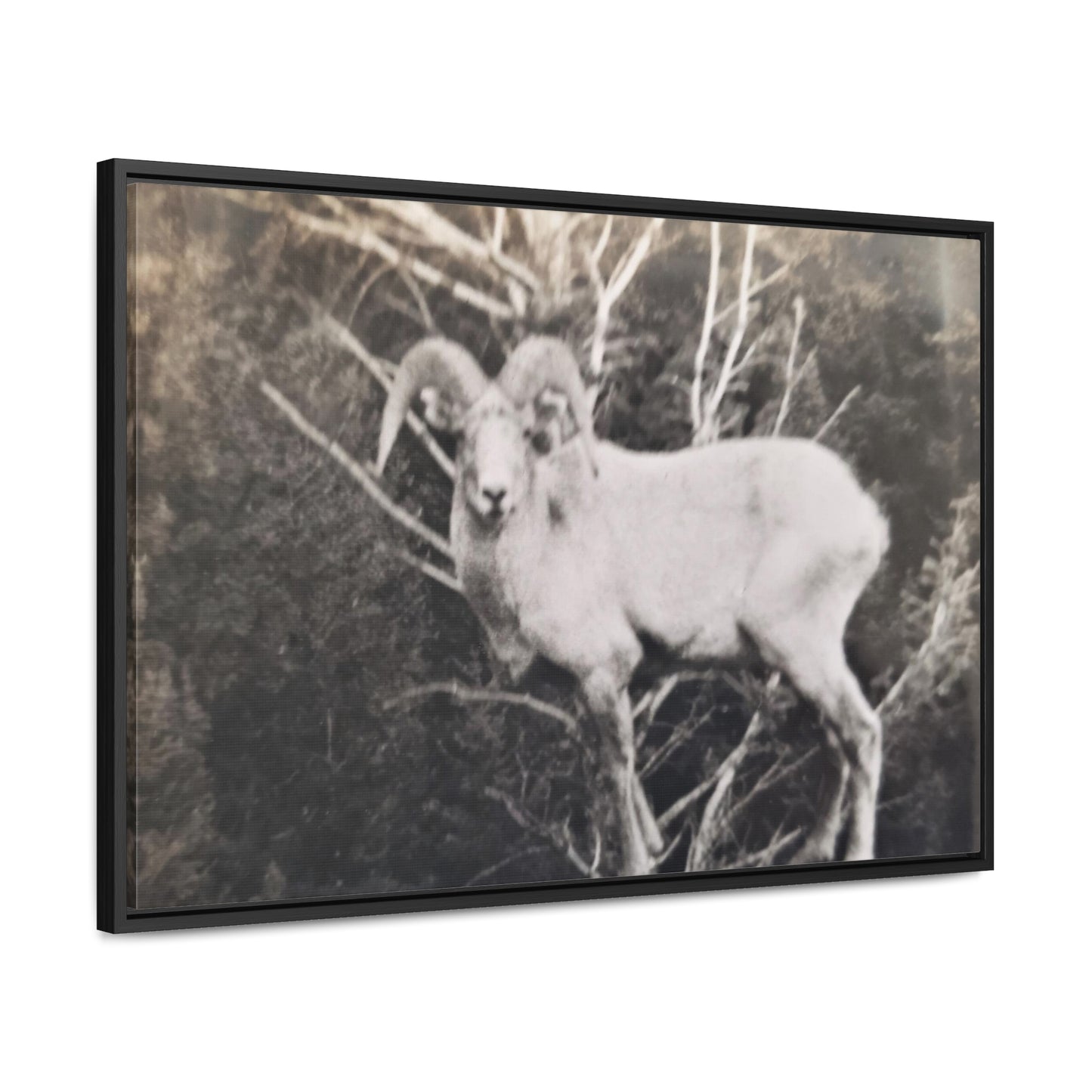 Yellowstone Big Horn Sheep Gallery Canvas Wraps, Horizontal Frame