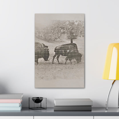 Buffalo at Redwood Falls Canvas Gallery Wraps 16″ x 24″ 1.25"