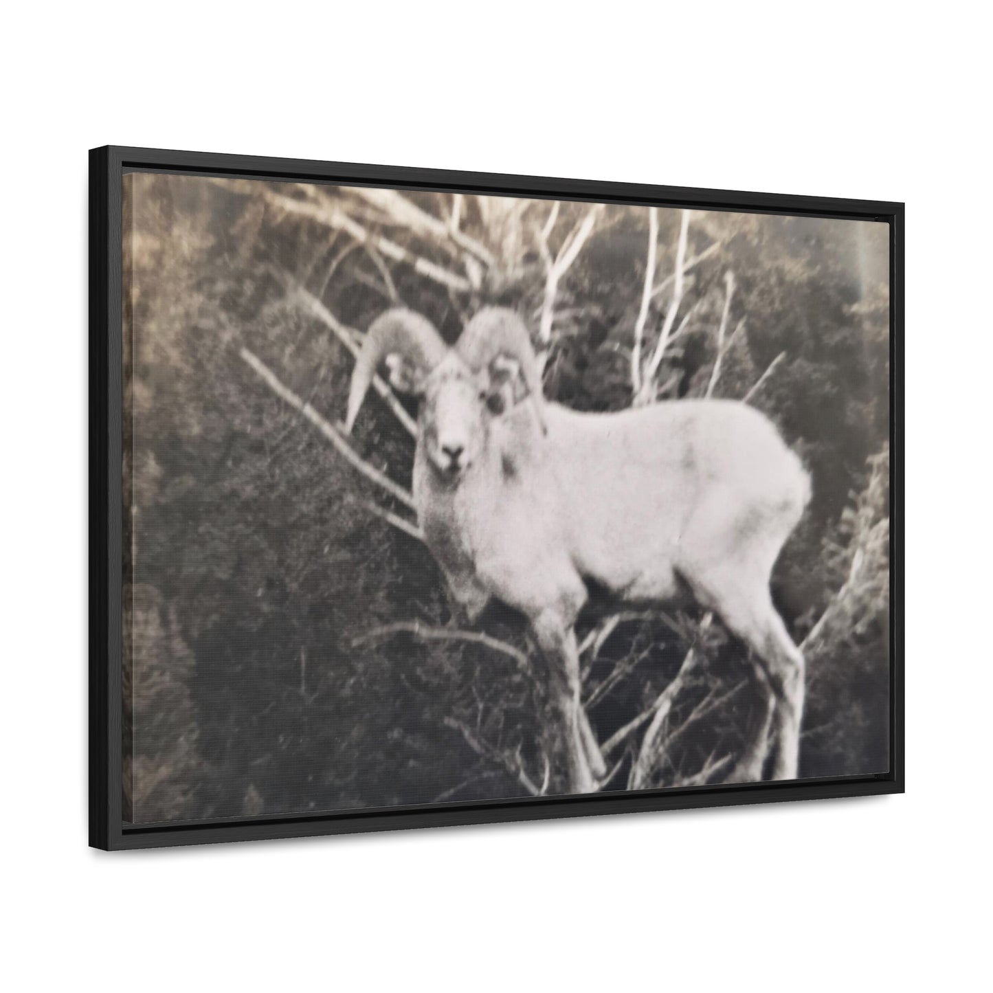 Yellowstone Big Horn Sheep Gallery Canvas Wraps, Horizontal Frame